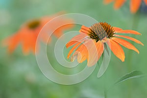 Orange Coneflower Echinacea Artisan Soft Orange, close-up of flowers